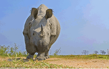 Gif animé rhinocéros charge